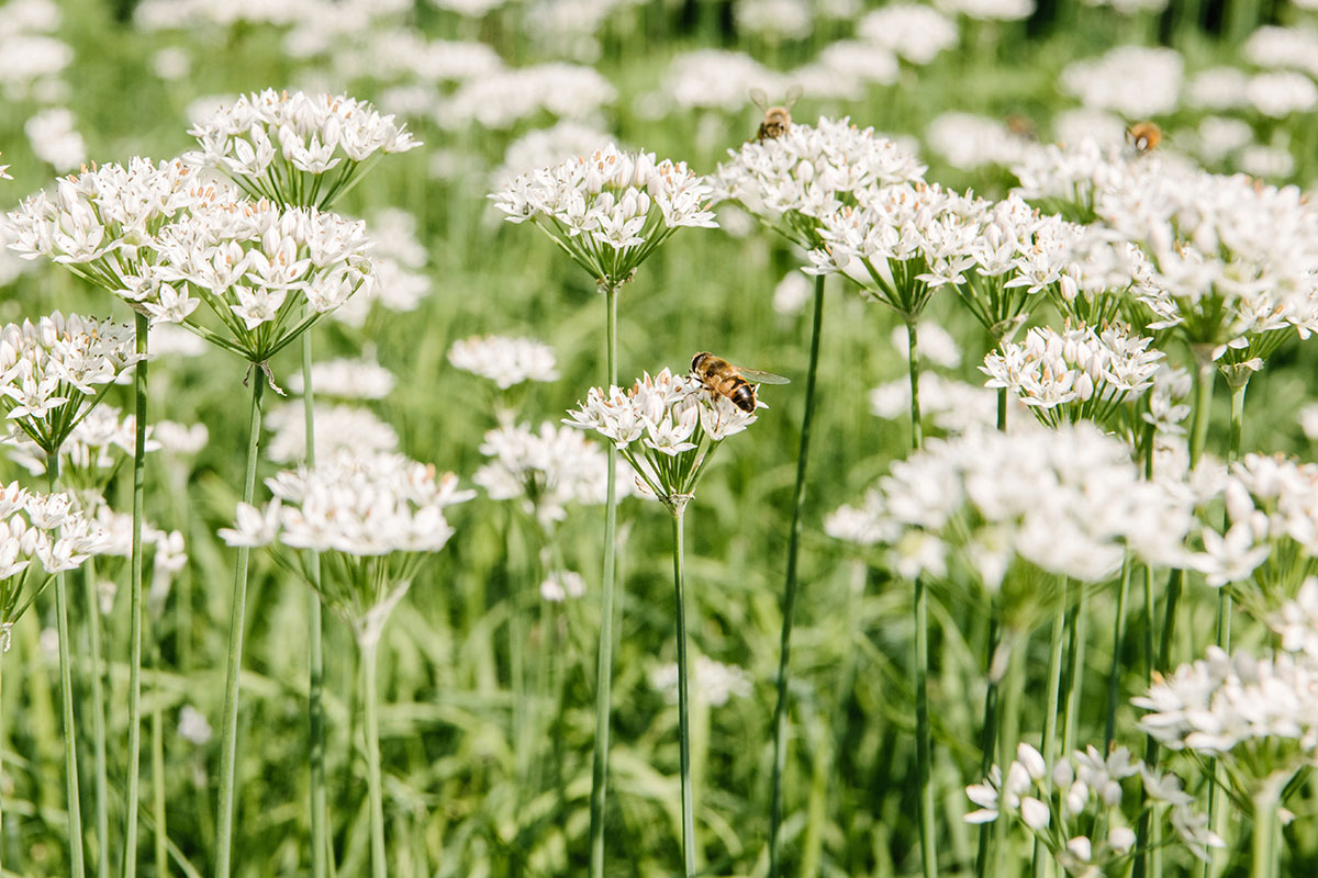 Pollinators-City